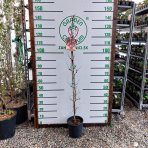 Jujuba - Čínska datľa (Ziziphus jujuba) ´SHANXI LI´ - výška 100-150 cm, kont. C5L